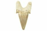 Fossil Shark Tooth (Otodus) - Morocco #259917-1